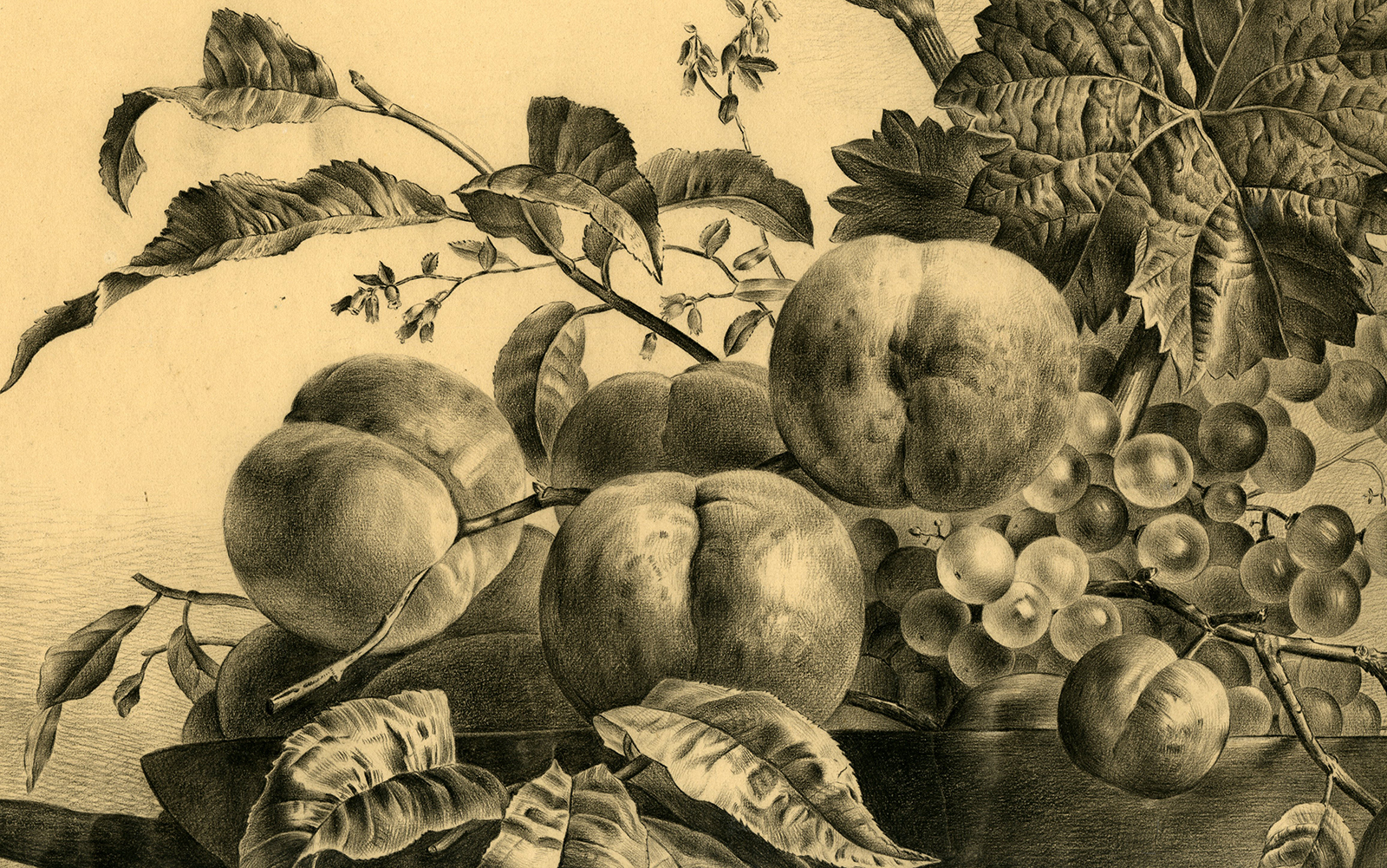 , Antique Drawing-STILL-LIFE-FRUIT-GRAPES-PEACH-PLUM-Chantal-Van Os-1836, Pictura Antique Prints
