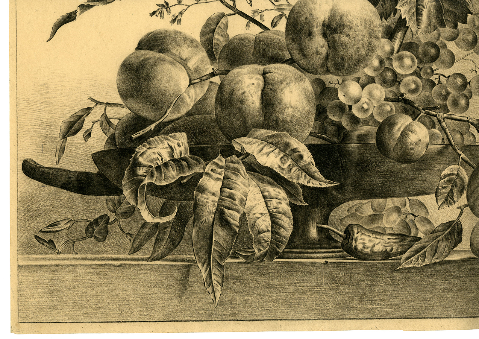 , Antique Drawing-STILL-LIFE-FRUIT-GRAPES-PEACH-PLUM-Chantal-Van Os-1836, Pictura Antique Prints
