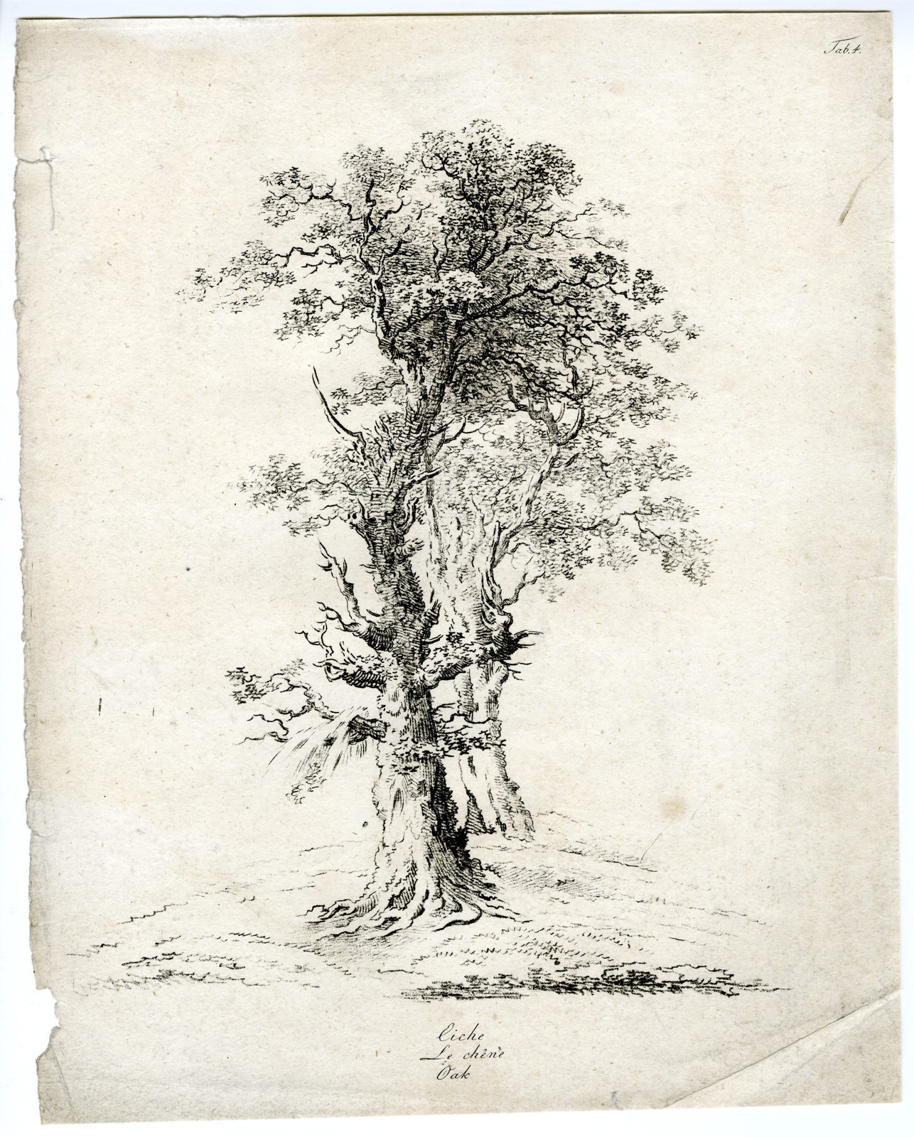 , 7-Antique Prints-LANDSCAPE-DRAWING-STUDY-TREES-ROCKS-SET-OF-7-Wagner-1802, Pictura Antique Prints