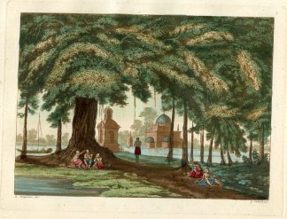 Antique Print-INDIA-BANYAN-FICUS-TREE-FERRARIO-Zancon-Sanquirico-Ferrario-1816
