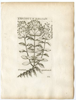 Rare-Antique Print-STELLARIA AQUATICA-GIANT CHICKWEED-Belleval-1796