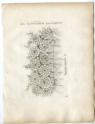 Rare-Antique Print-SAXIFRAGA COTYLEDON-PYRAMIDAL SAXIFRAGE-Belleval-1796