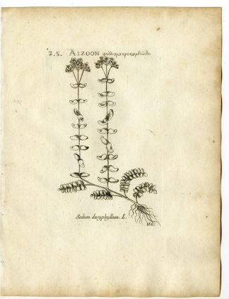 Rare-Antique Print-SEDUM DASYPHYLLUM-CORSICAN STONECROP-Belleval-1796