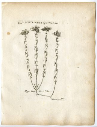 Rare-Antique Print-HYPERICUM RICHERI-ALPINE ST JOHN'S WORT-Belleval-1796