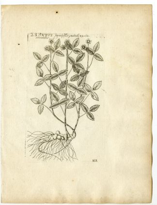 Rare-Antique Print-RUBUS SAXATILIS-STONE BRAMBLE-Belleval-1796