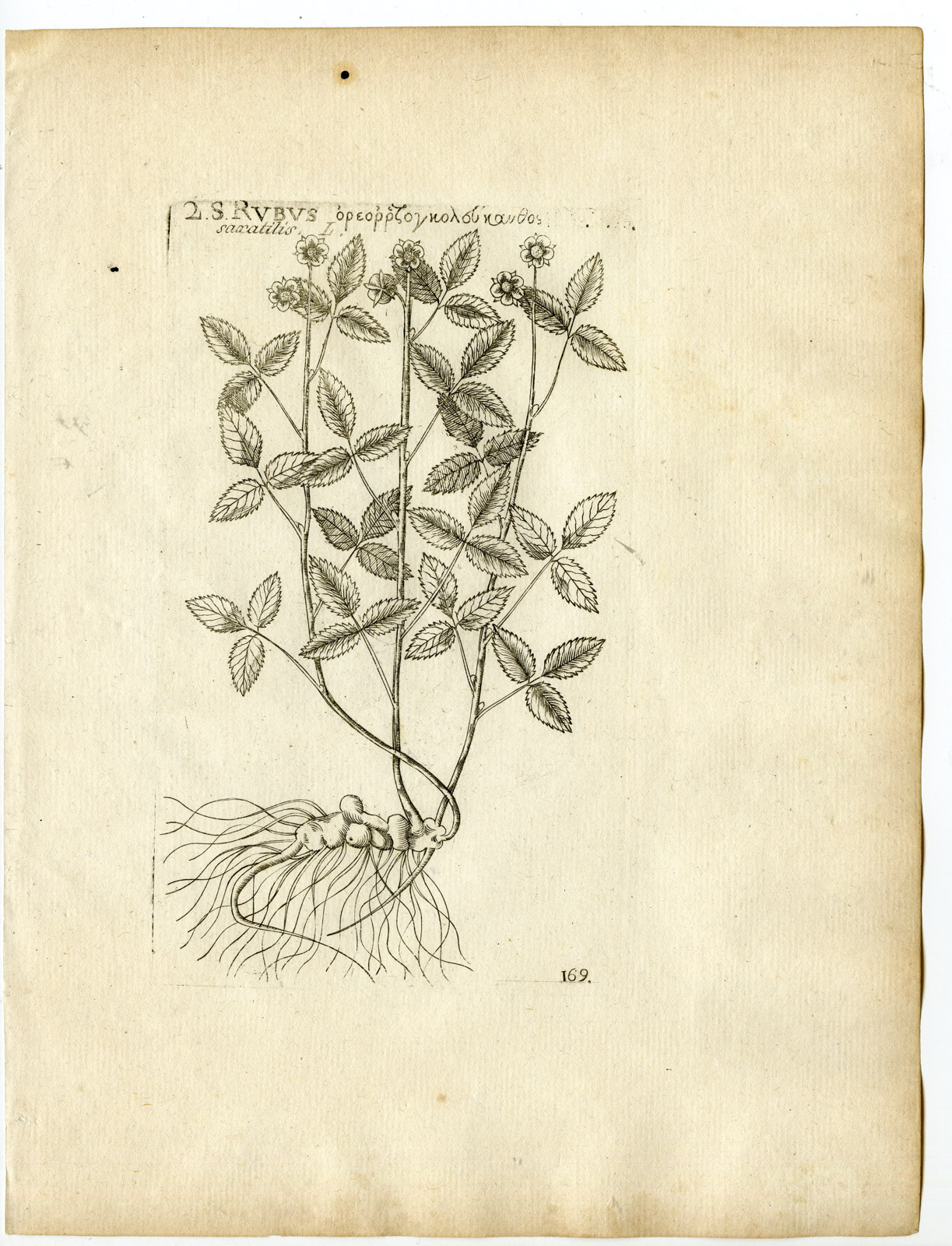 , Rare-Antique Print-RUBUS SAXATILIS-STONE BRAMBLE-Belleval-1796, Pictura Antique Prints