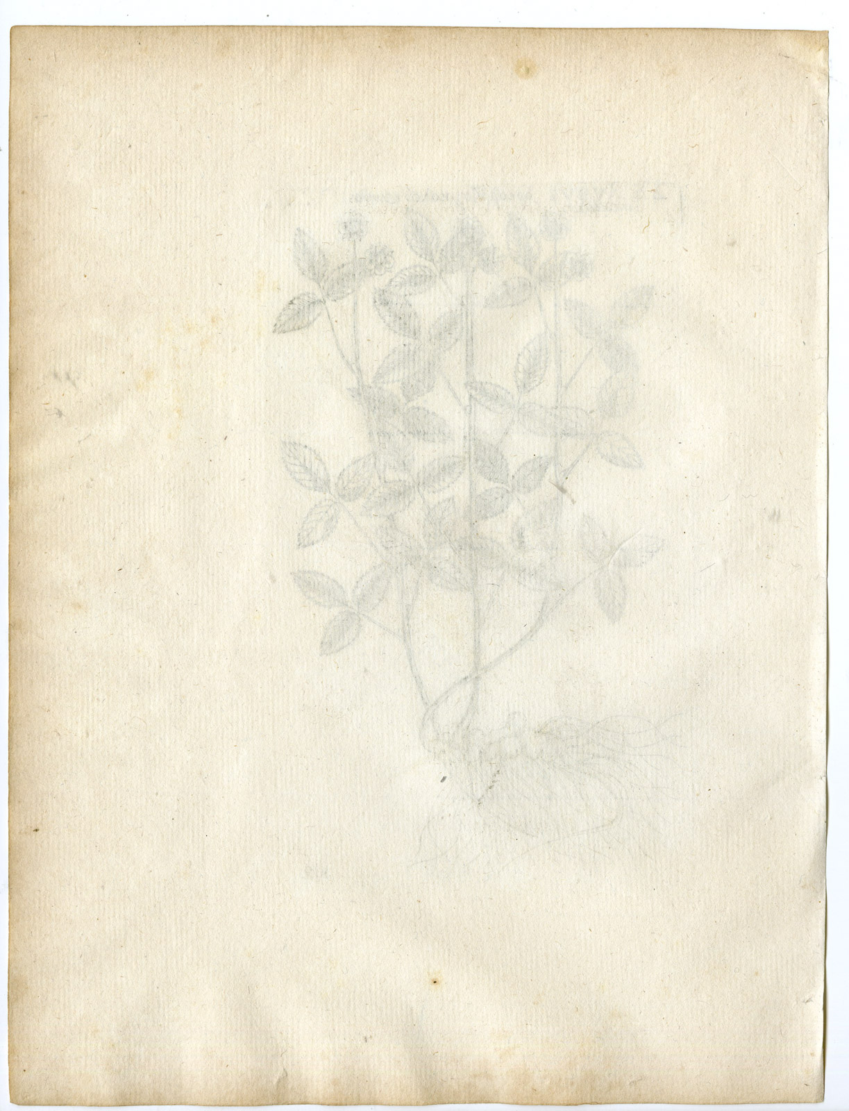 , Rare-Antique Print-RUBUS SAXATILIS-STONE BRAMBLE-Belleval-1796, Pictura Antique Prints