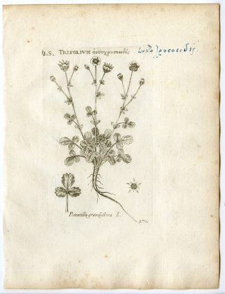 Rare-Antique Print-POTENTILLA GRANDIFLORA-CINQUEFOIL-Belleval-1796