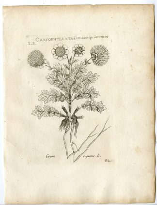 Rare-Antique Print-GEUM REPTANS-CREEPING AVENS-Belleval-1796