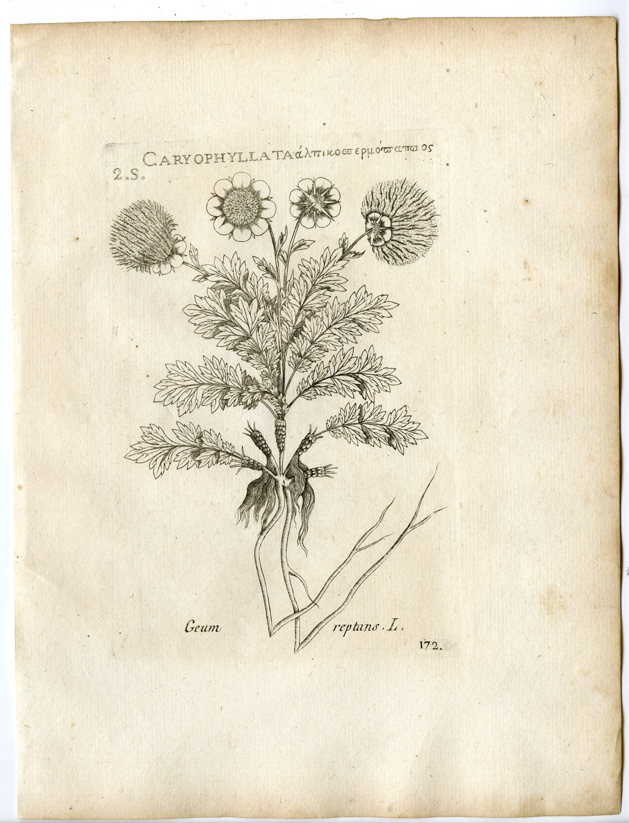 , Rare-Antique Print-GEUM REPTANS-CREEPING AVENS-Belleval-1796, Pictura Antique Prints