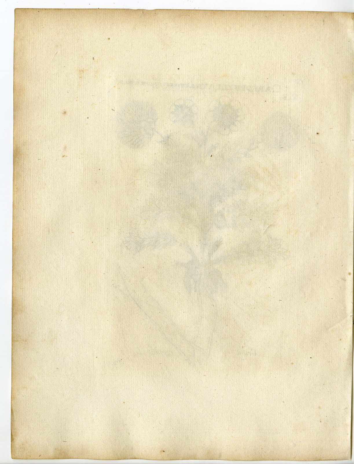 , Rare-Antique Print-GEUM REPTANS-CREEPING AVENS-Belleval-1796, Pictura Antique Prints