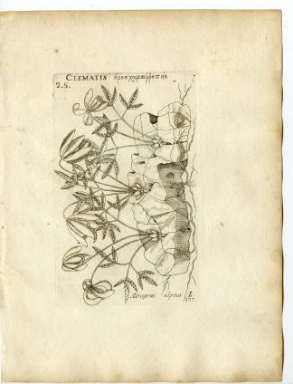 Rare-Antique Print-CLEMATIS ALPINA-ALPINE-ATRAGENE-Belleval-1796