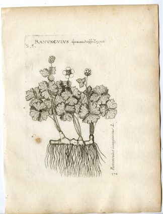 Rare-Antique Print-RANUNCULUS LANIGUNOSUS-BUTTERCUP-Belleval-1796