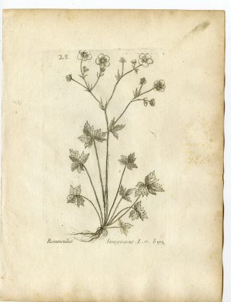 Rare-Antique Print-RANUNCULUS LANIGUNOSUS-BUTTERCUP-Belleval-1796