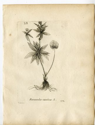 Rare-Antique Print-RANUNCULUS CASSUBICUS-BUTTERCUP-Belleval-1796