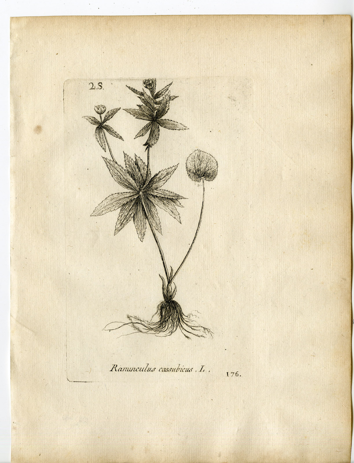 , Rare-Antique Print-RANUNCULUS CASSUBICUS-BUTTERCUP-Belleval-1796, Pictura Antique Prints