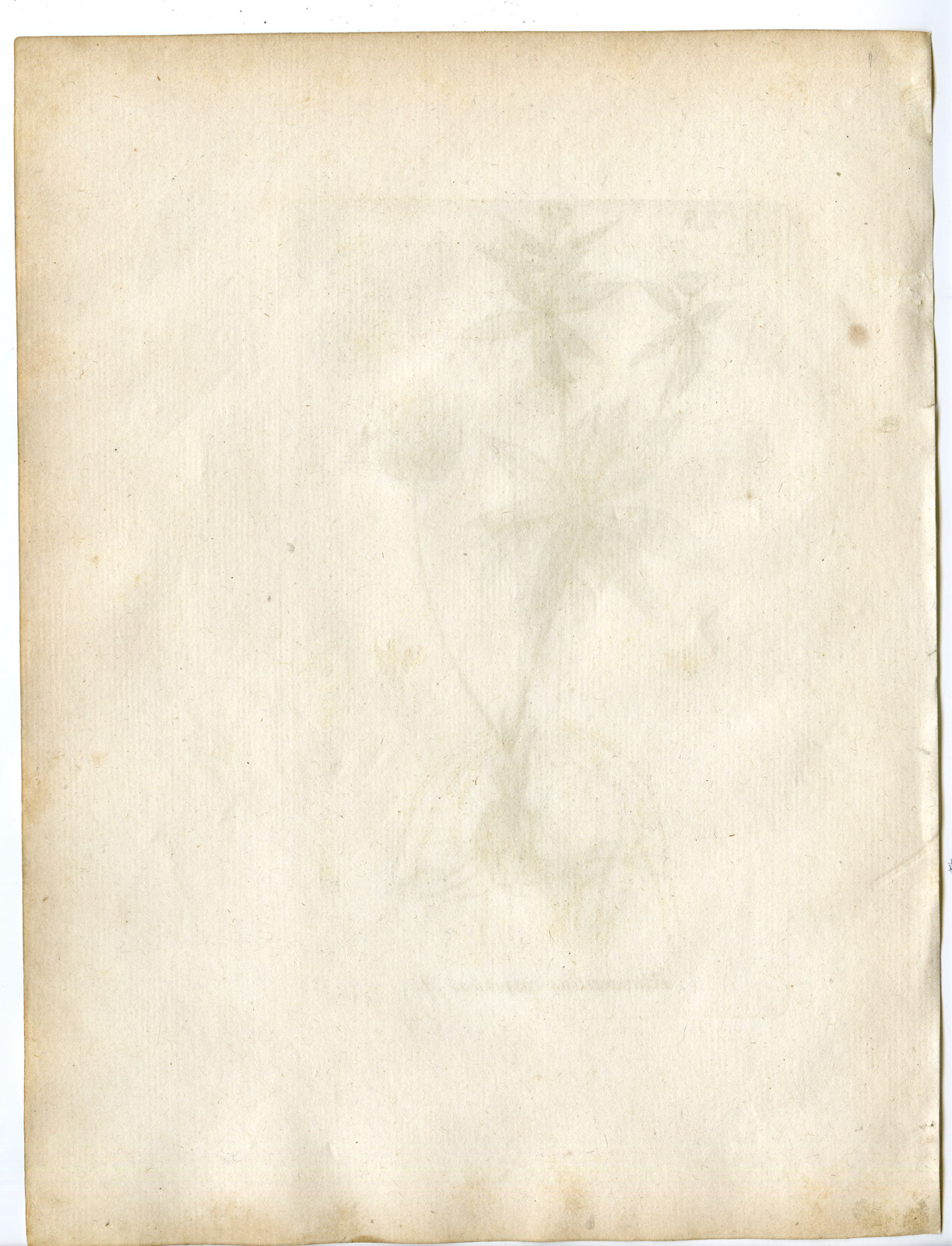 , Rare-Antique Print-RANUNCULUS CASSUBICUS-BUTTERCUP-Belleval-1796, Pictura Antique Prints