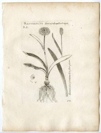 Rare-Antique Print-RANUNCULUS PYRENAEUS-PYRENEAN BUTTERCUP-Belleval-1796