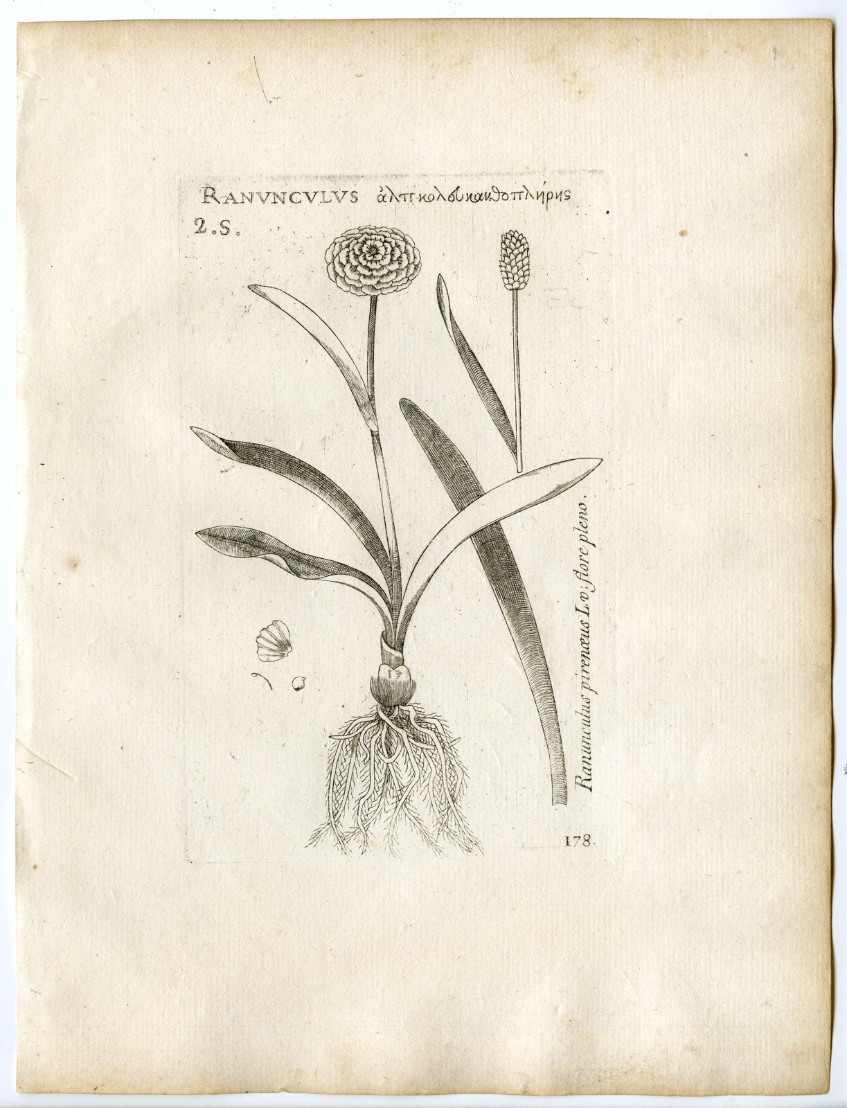 , Rare-Antique Print-RANUNCULUS PYRENAEUS-PYRENEAN BUTTERCUP-Belleval-1796, Pictura Antique Prints