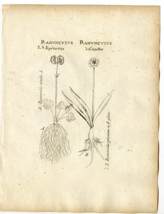 Rare-Antique Print-RANUNCULUS NIVALIS-PYRENEAN-SNOW BUTTERCUP-Belleval-1796