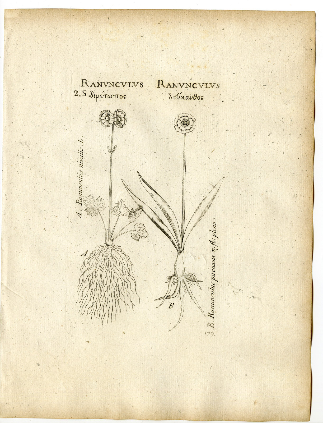 , Rare-Antique Print-RANUNCULUS NIVALIS-PYRENEAN-SNOW BUTTERCUP-Belleval-1796, Pictura Antique Prints