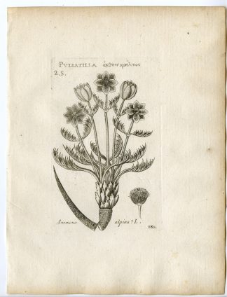 Rare-Antique Print-PULSATILLA ALPINA-ALPINE ANEMONE-Belleval-1796