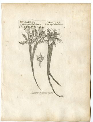Rare-Antique Print-PULSATILLA ALPINA-ALPINE ANEMONE-Belleval-1796