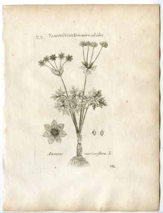 Rare-Antique Print-ANEMONE NARCISSIFLORA-NARCISSUS-Belleval-1796