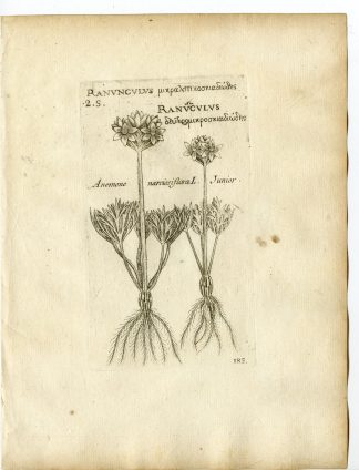Rare-Antique Print-ANEMONE NARCISSIFLORA JUNIOR-NARCISSUS-Belleval-1796