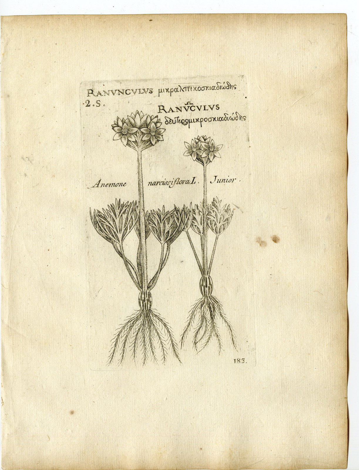 , Rare-Antique Print-ANEMONE NARCISSIFLORA JUNIOR-NARCISSUS-Belleval-1796, Pictura Antique Prints
