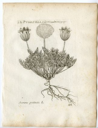 Rare-Antique Print-PULSATILLA PRATENSIS-ANEMONE-Belleval-1796