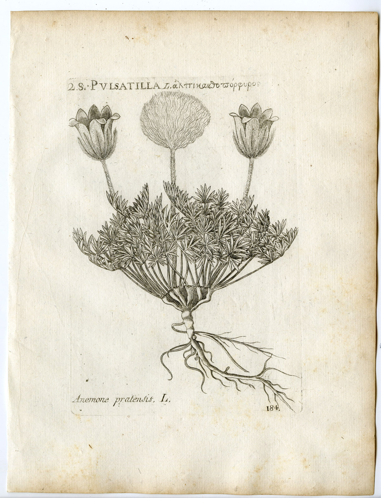 , Rare-Antique Print-PULSATILLA PRATENSIS-ANEMONE-Belleval-1796, Pictura Antique Prints