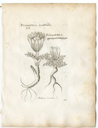 Rare-Antique Print-PULSATILLA VERNALIS-ANEMONE-Belleval-1796