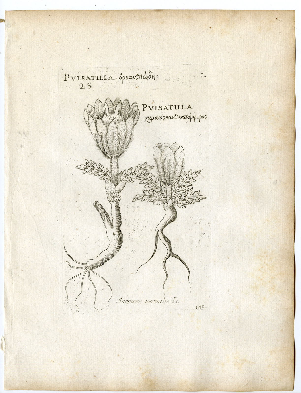 , Rare-Antique Print-PULSATILLA VERNALIS-ANEMONE-Belleval-1796, Pictura Antique Prints