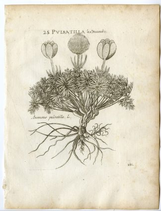 Rare-Antique Print-PULSATILLA VULGARIS-PASQUEFLOWER-Belleval-1796