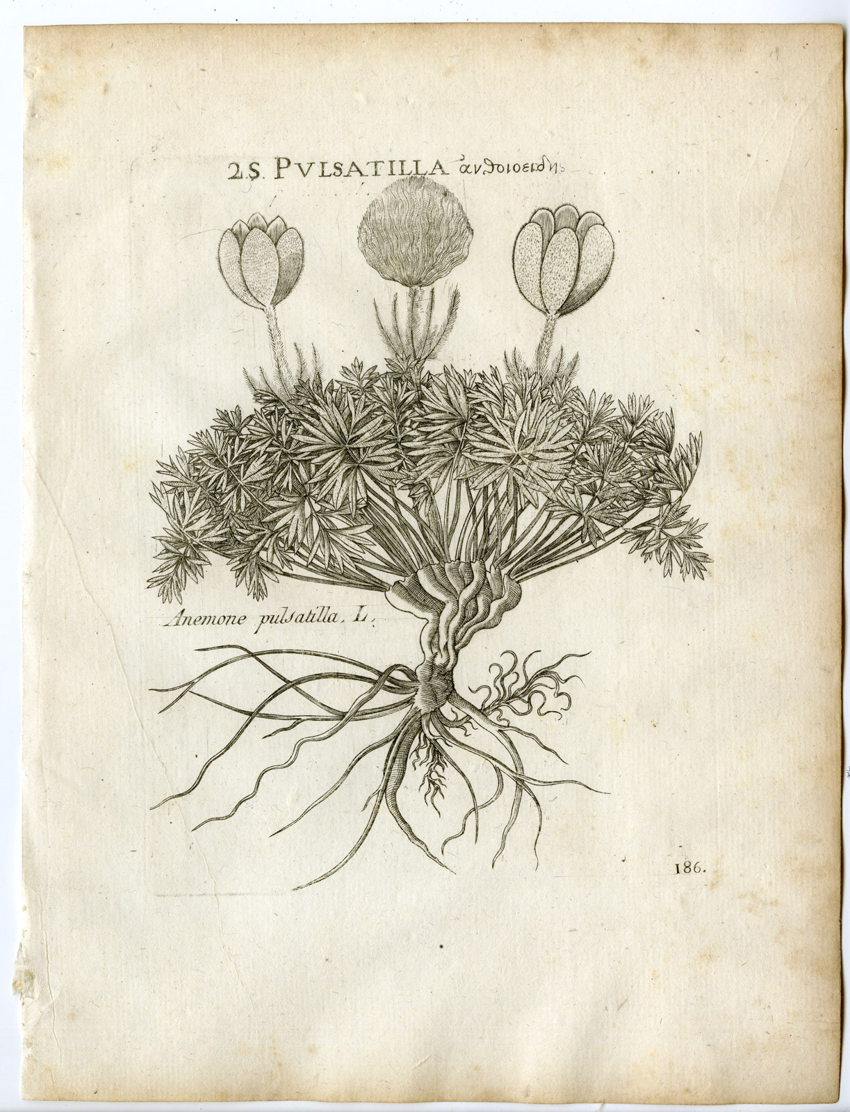 , Rare-Antique Print-PULSATILLA VULGARIS-PASQUEFLOWER-Belleval-1796, Pictura Antique Prints