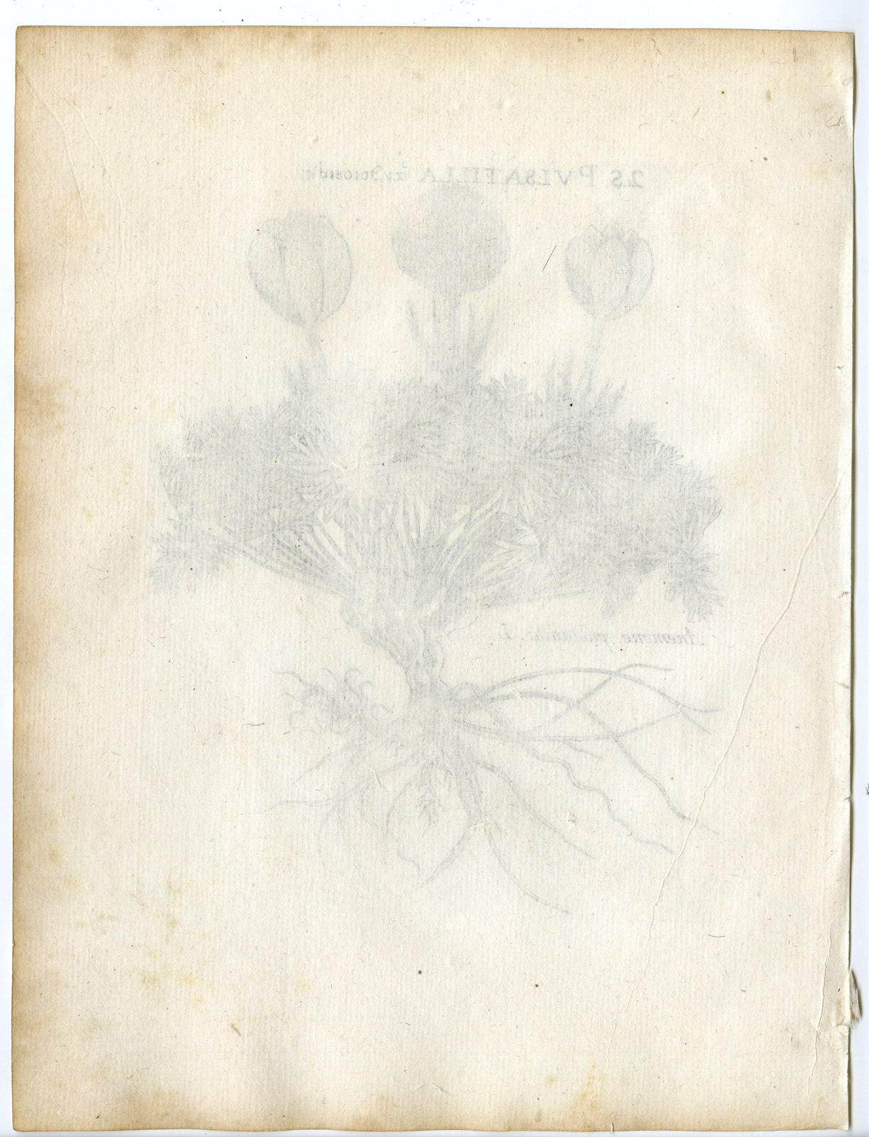 , Rare-Antique Print-PULSATILLA VULGARIS-PASQUEFLOWER-Belleval-1796, Pictura Antique Prints