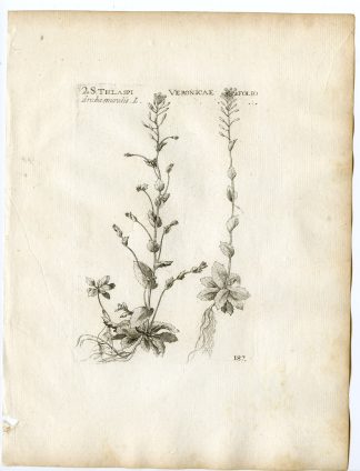 Rare-Antique Print-DRABA MURALIS-WHITE WHITLOWGRASS-Belleval-1796