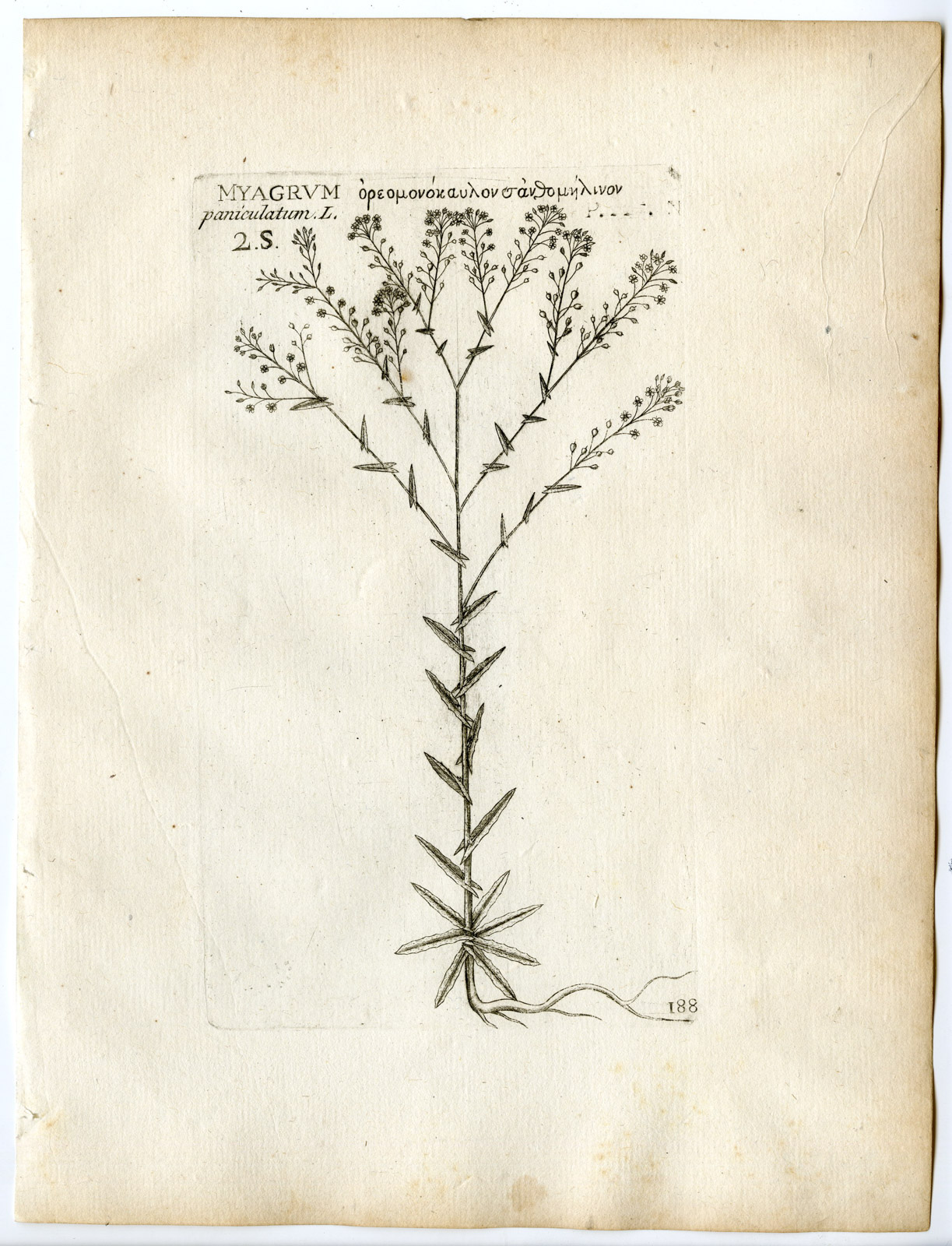 , Rare-Antique Print-NESLIA PANICULATA-BALL MUSTARD-Belleval-1796, Pictura Antique Prints