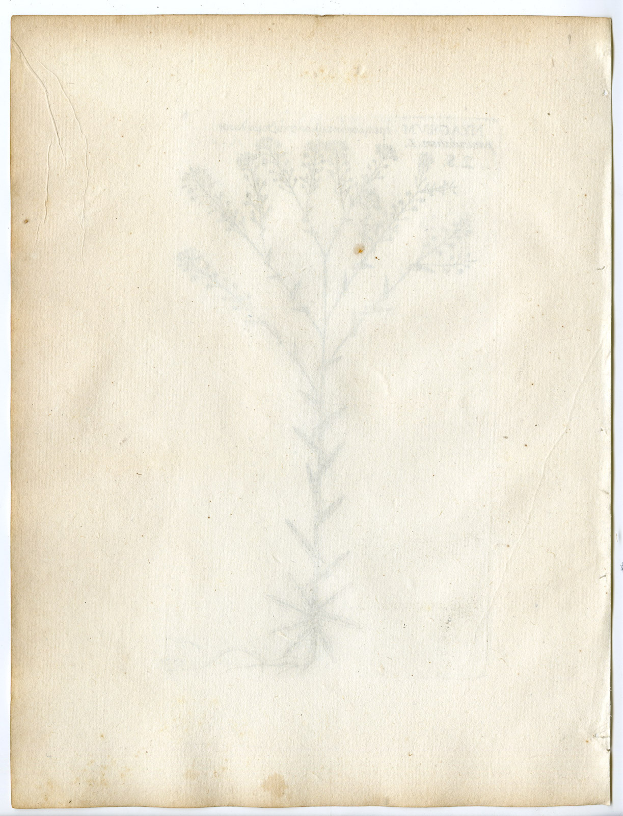 , Rare-Antique Print-NESLIA PANICULATA-BALL MUSTARD-Belleval-1796, Pictura Antique Prints