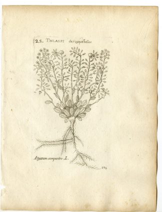 Rare-Antique Print-ALYSSUM ALYSSOIDES-PALE MADWORT-Belleval-1796
