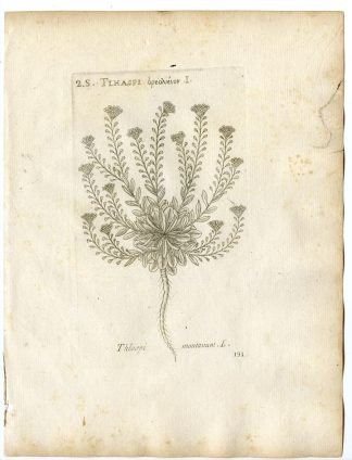 Rare-Antique Print-NOCCAEA MONTANA-THLASPI-PENNYCRESS-Belleval-1796