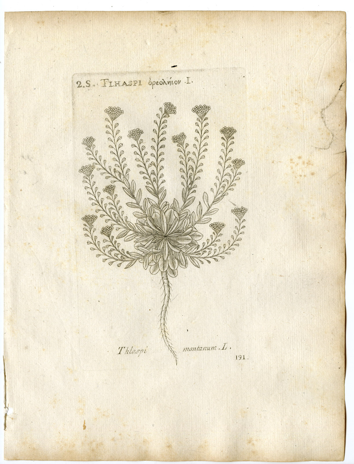 , Rare-Antique Print-NOCCAEA MONTANA-THLASPI-PENNYCRESS-Belleval-1796, Pictura Antique Prints
