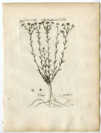 Rare-Antique Print-AETHIONEMA SAXATILE-BURNT CANDYTUFT-Belleval-1796