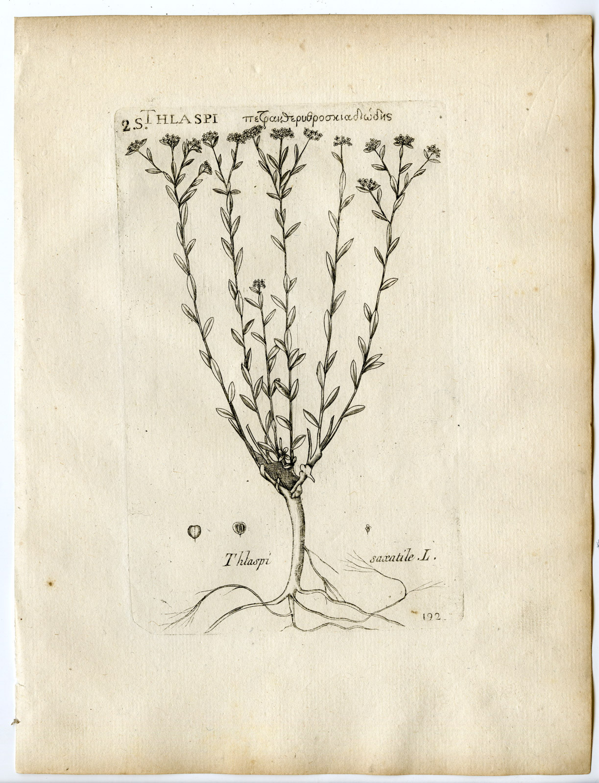 , Rare-Antique Print-AETHIONEMA SAXATILE-BURNT CANDYTUFT-Belleval-1796, Pictura Antique Prints