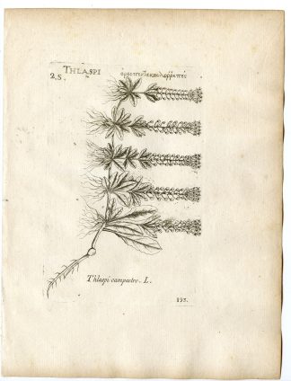 Rare-Antique Print-LEPIDIUM CAMPESTRE-FIELD PEPPERGRASS-Belleval-1796