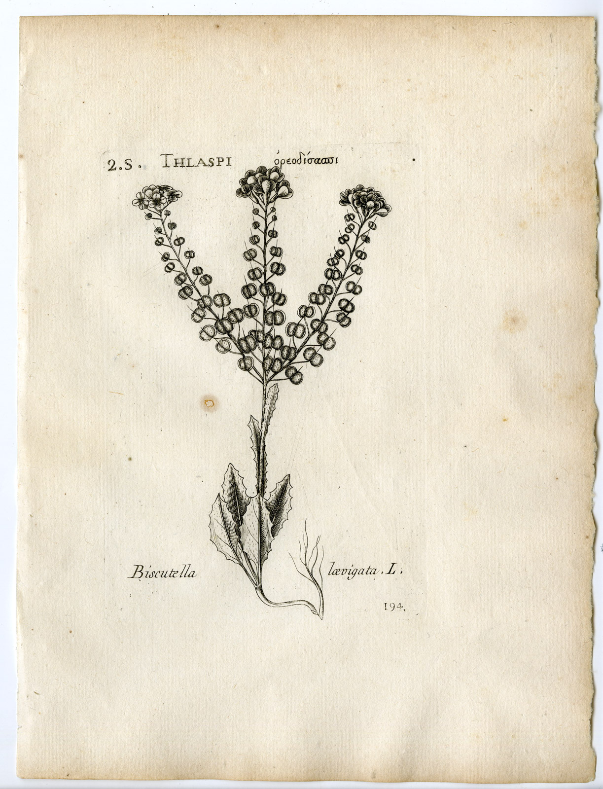 , Rare-Antique Print-BISCUTELLA LAEVIGATA-BUCKLER MUSTARD-Belleval-1796, Pictura Antique Prints