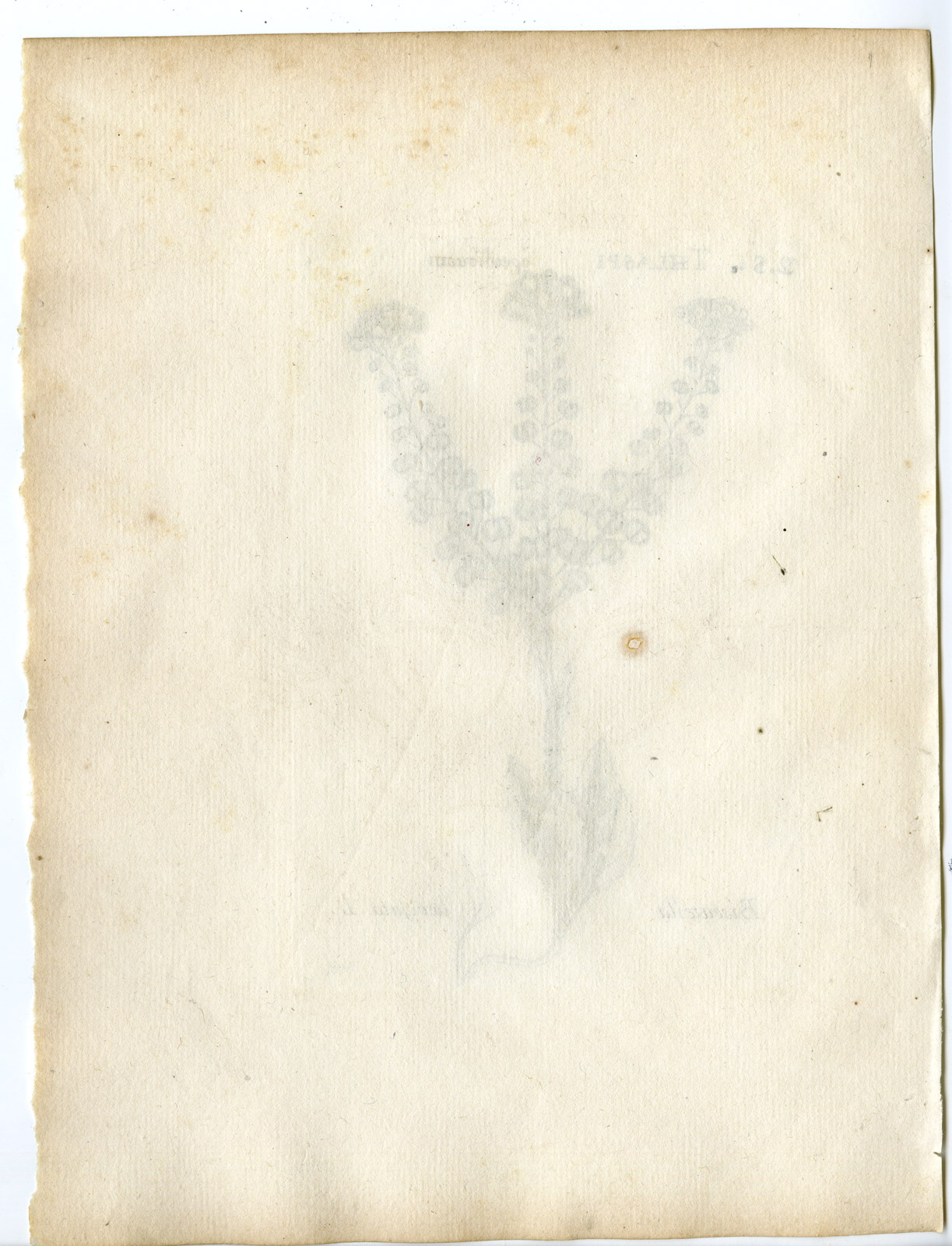 , Rare-Antique Print-BISCUTELLA LAEVIGATA-BUCKLER MUSTARD-Belleval-1796, Pictura Antique Prints