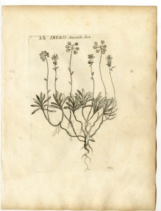 Rare-Antique Print-IBERIS SAXATILIS-ROCK CANDYTUFT-Belleval-1796