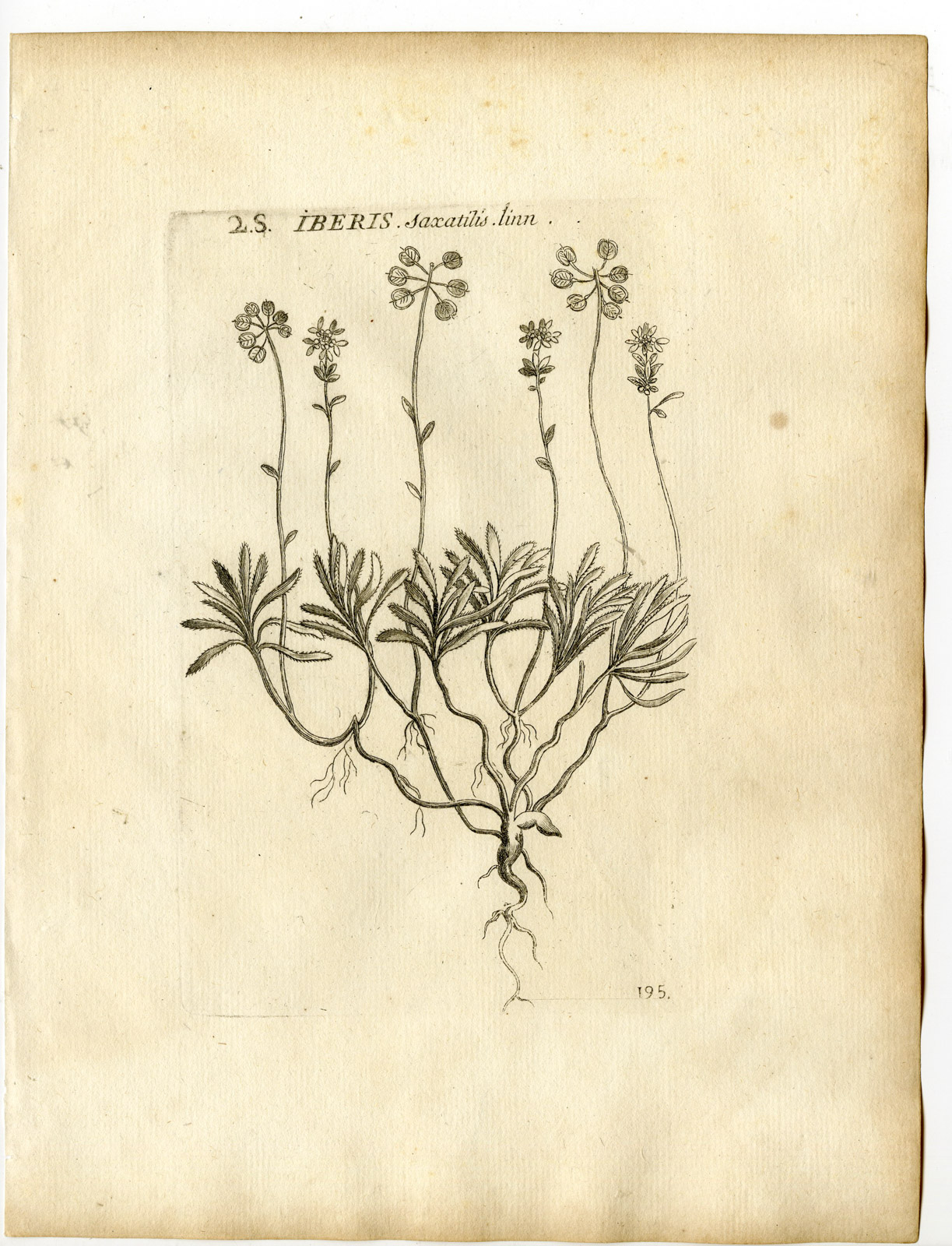 , Rare-Antique Print-IBERIS SAXATILIS-ROCK CANDYTUFT-Belleval-1796, Pictura Antique Prints